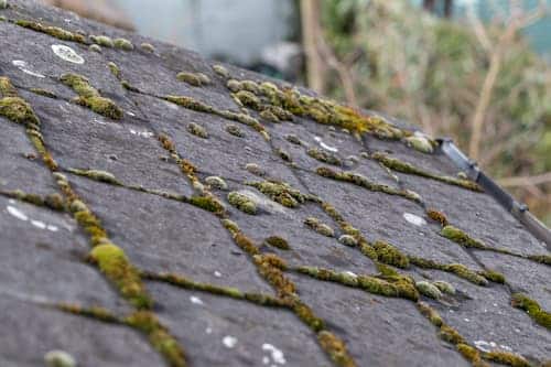 Algae growth on shingled roof BLC Roofing Akron OH