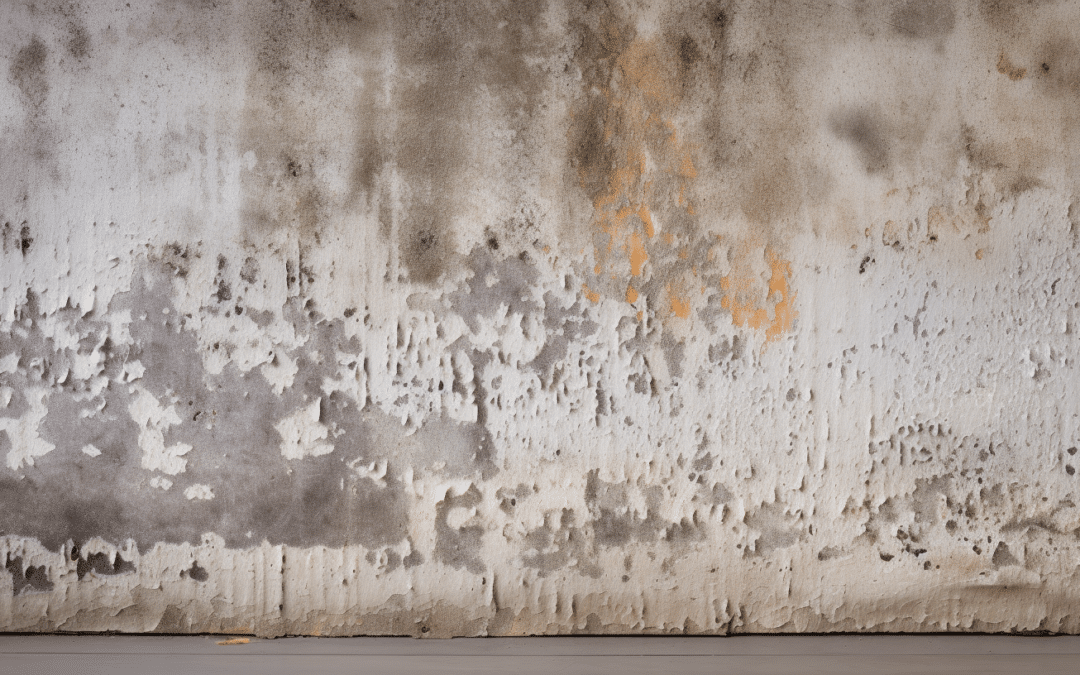 How Mold Impacts Various Building Materials in Your Home