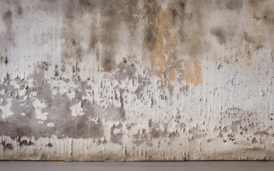 How Mold Impacts Various Building Materials in Your Home